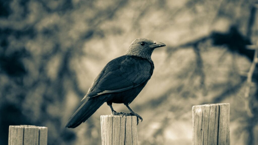 crow