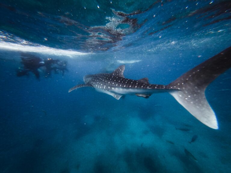 whale