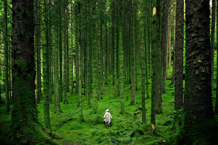 forest
