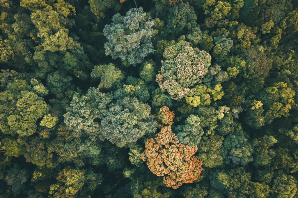 natural carbon sink