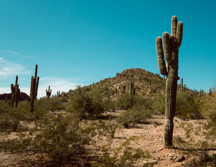 desert plants