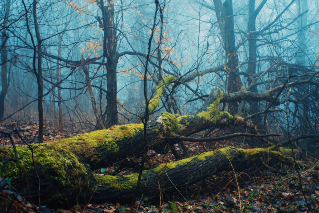 dead tree