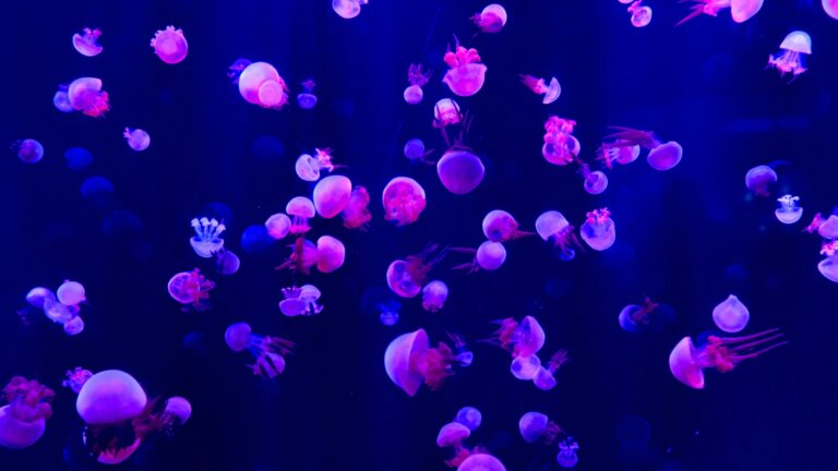 jellyfish