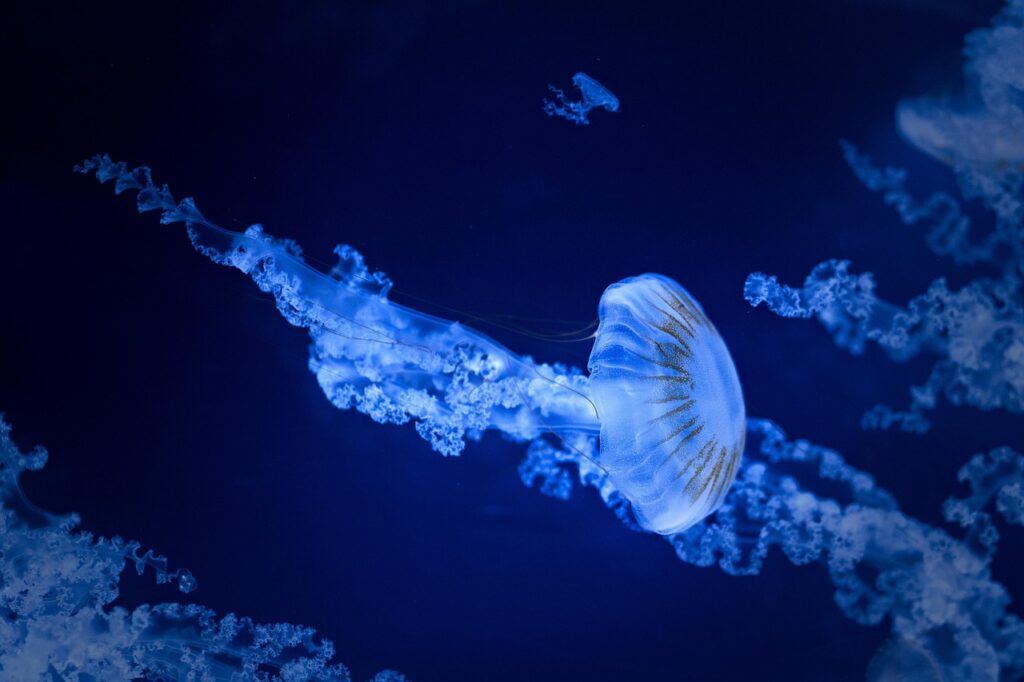 Sea Life