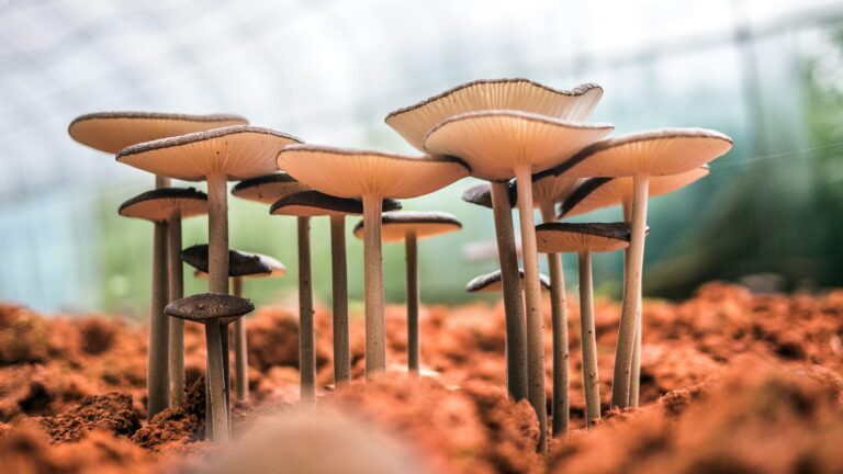 White Mushroom