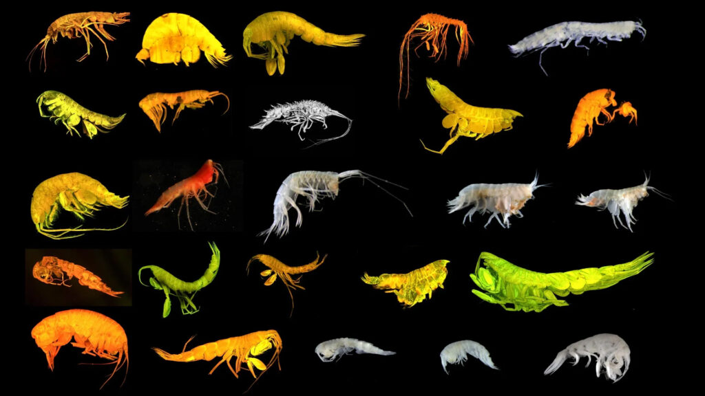 The 24 new Amphipod species discovered in the Clarion-Clipperton Zone, a region the Trump administration is eyeing for deep-sea mining projects. Credit: National Oceanography Centre, Southampton