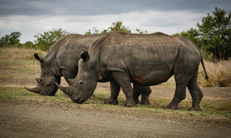 rhinos