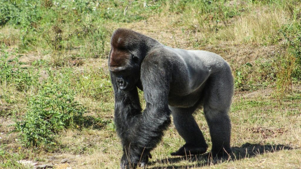 gorilla