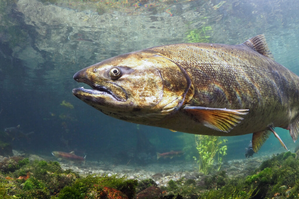 Le saumon quinnat revient de l'océan Pacifique pour frayer dans son eau douce natale de McAllister Springs, dans l'ouest de l'État de Washington, le 22 septembre 2024. Crédit : Roger Tabor/USFWS