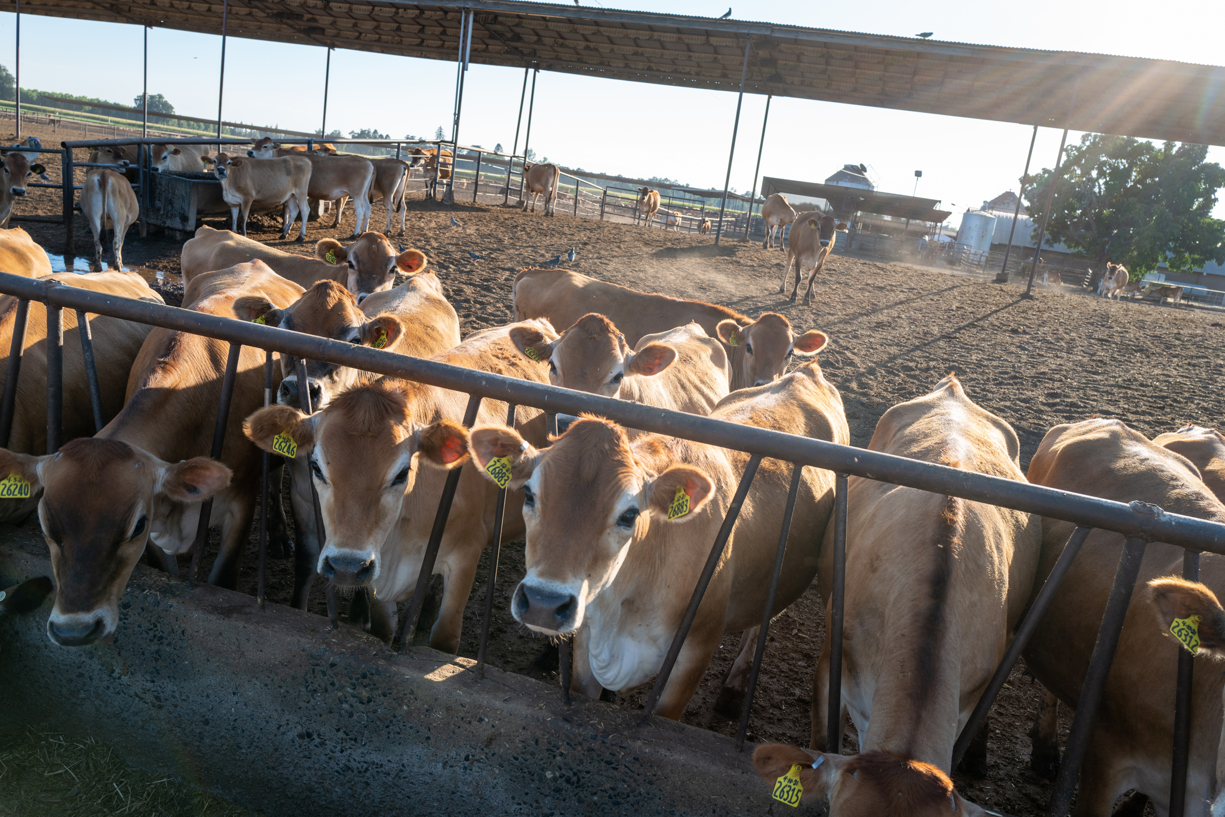 Des vaches laitières se rassemblent dans une ferme de Visalia, en Californie, le 5 juillet 2022. Crédit : Spencer Platt/Getty Images