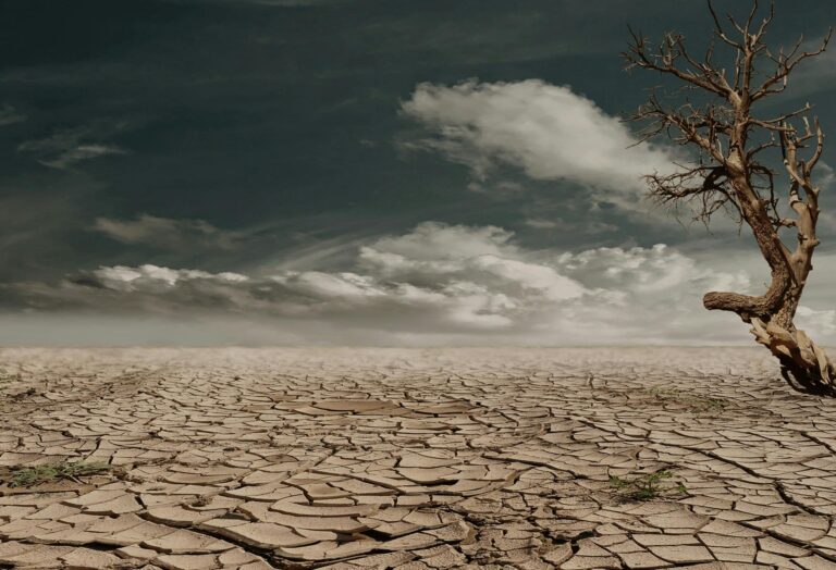 tree in dried out land