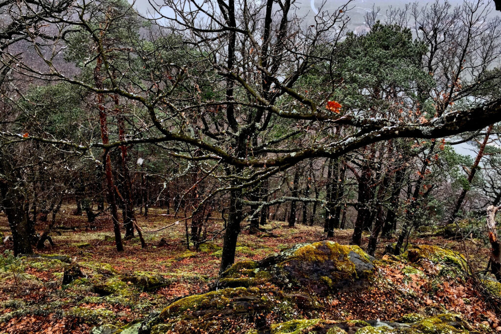 Une nouvelle étude montre que le réchauffement climatique rendra les forêts de conifères européennes beaucoup plus vulnérables aux perturbations telles que la sécheresse et les insectes dans les décennies à venir. Crédit : Bob Berwyn/Pacte Climat