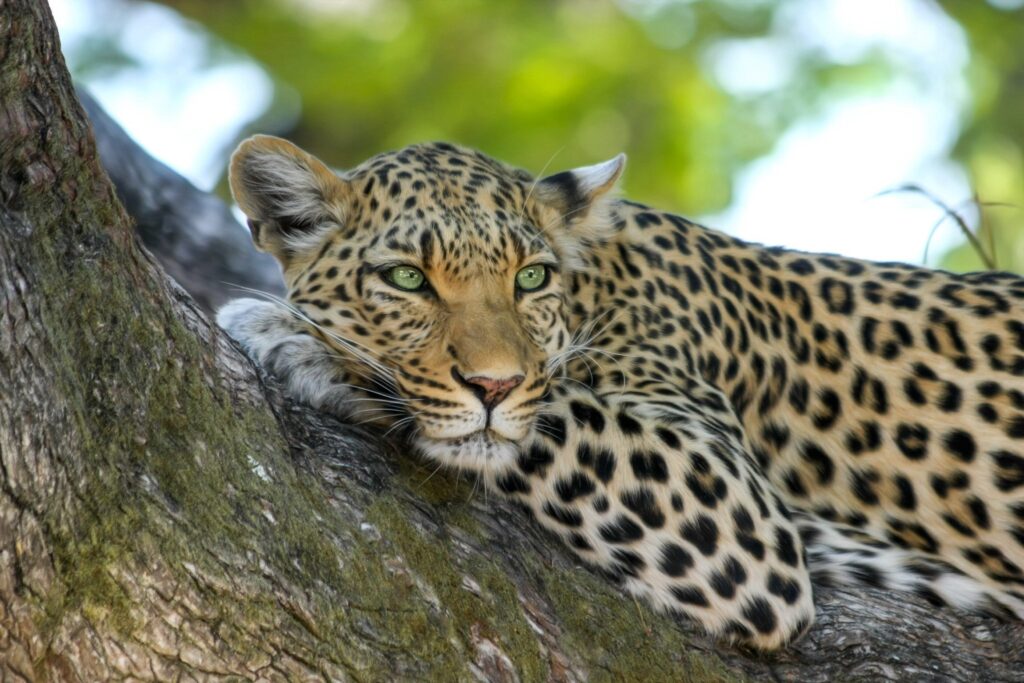 Animal