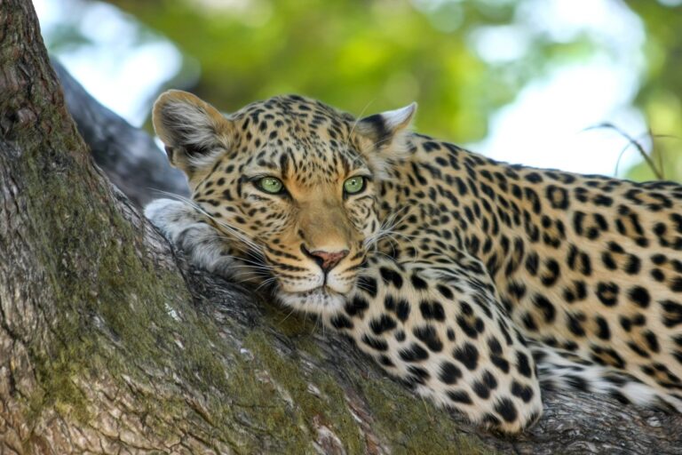 Animal