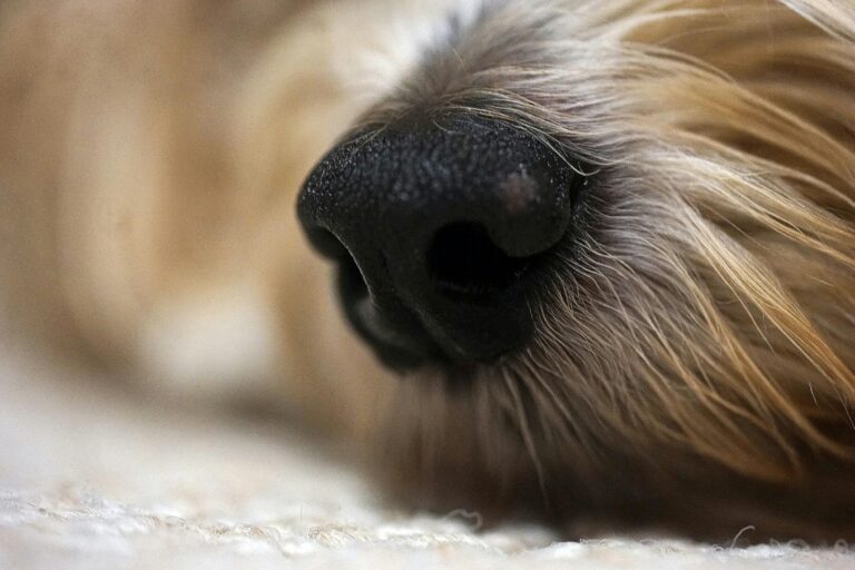 dog nose