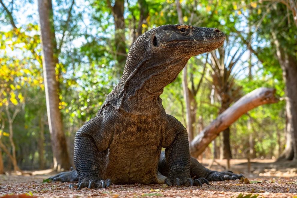komodo dragon
