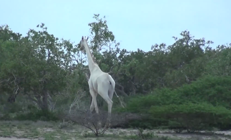 white griaffe