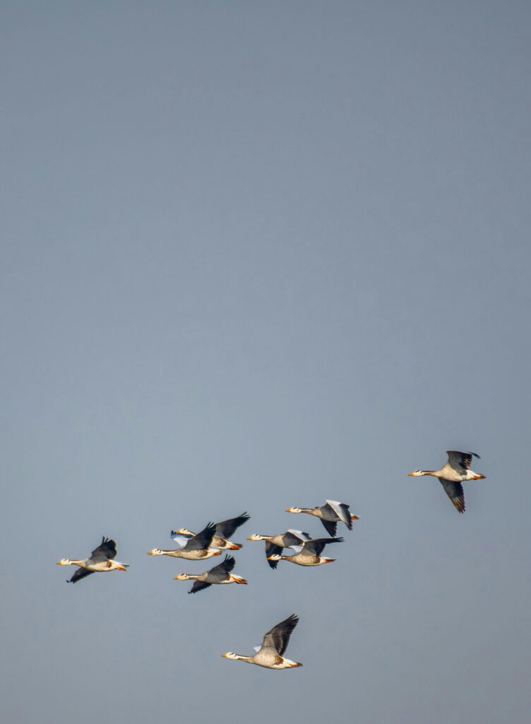 birds