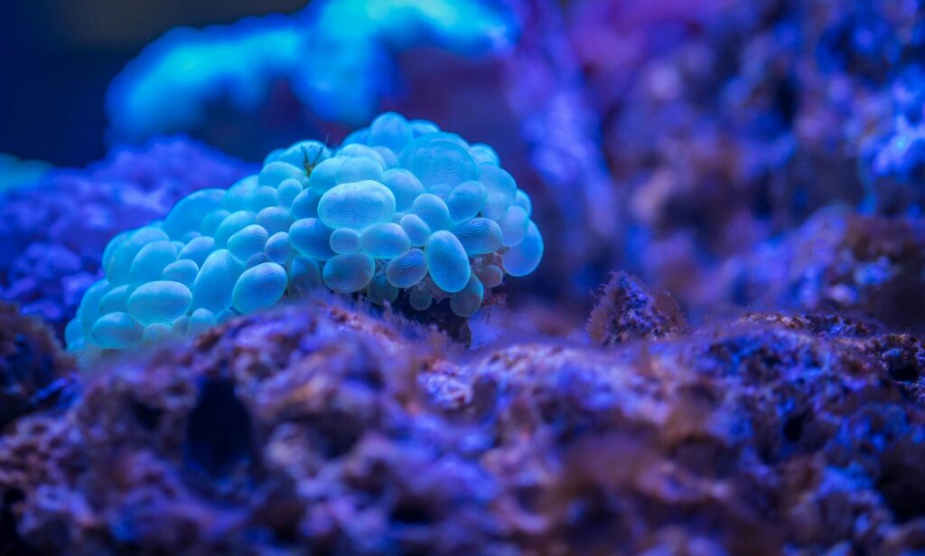 coral reef
