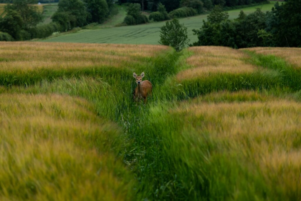 deer in grass