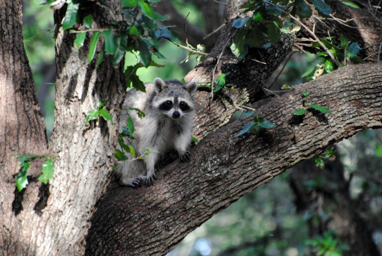 raccoon on tree