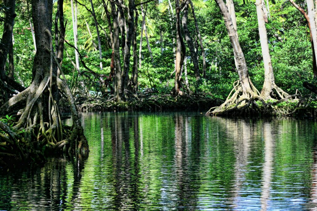 mangrove