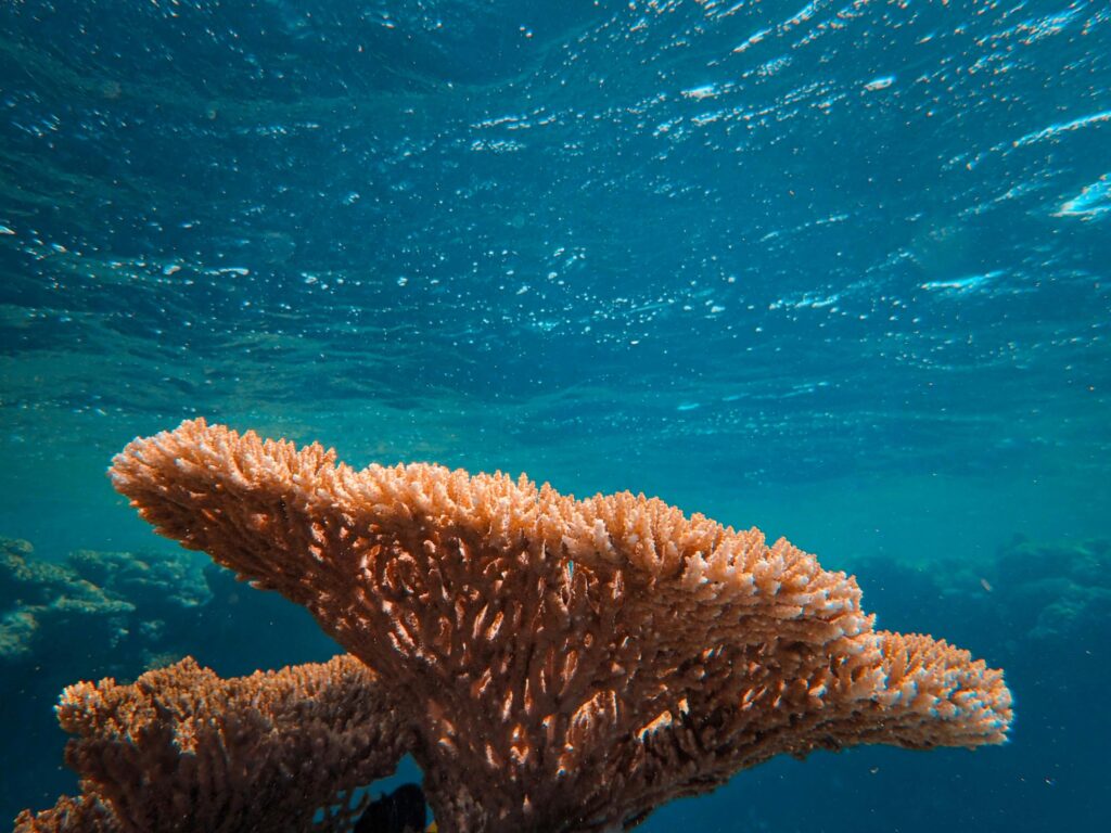 coral reef