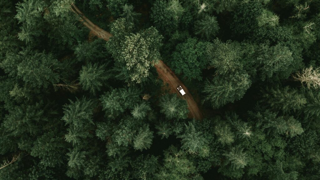 forest