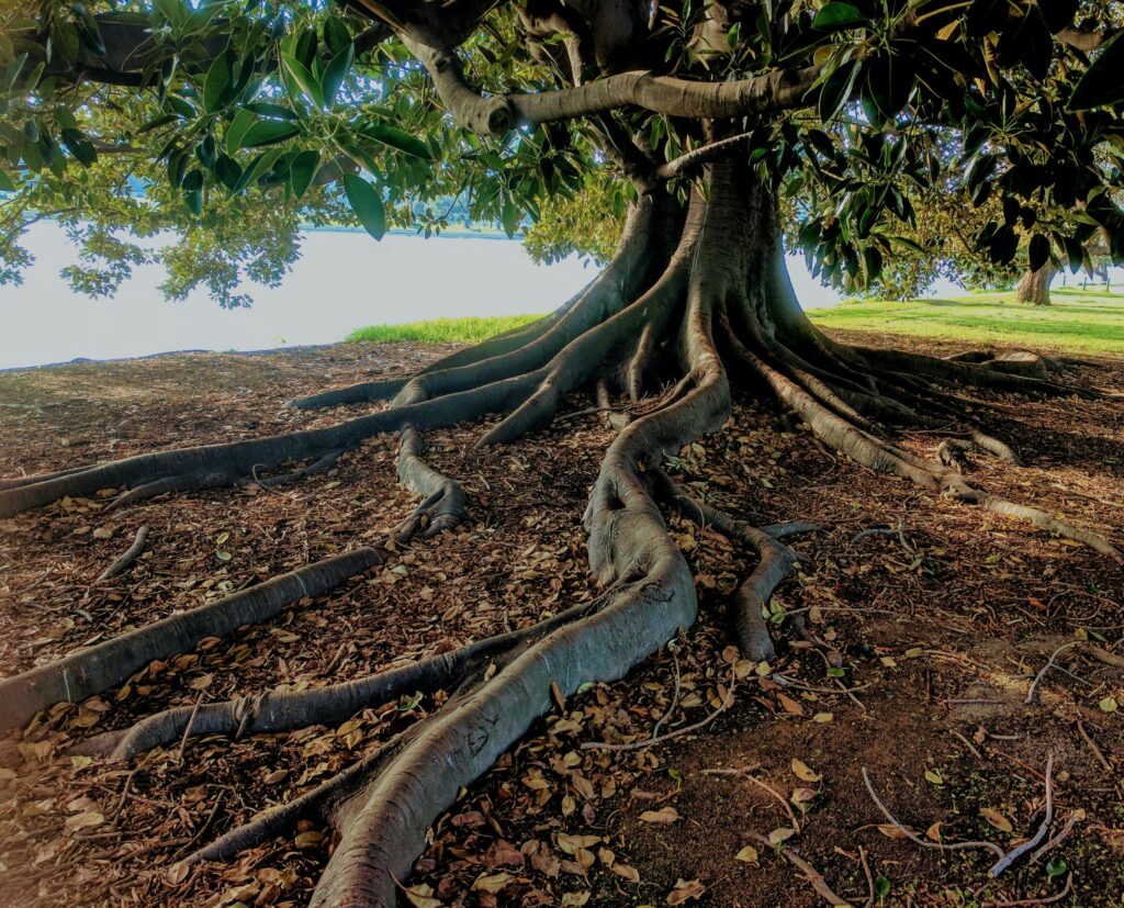 old tree
