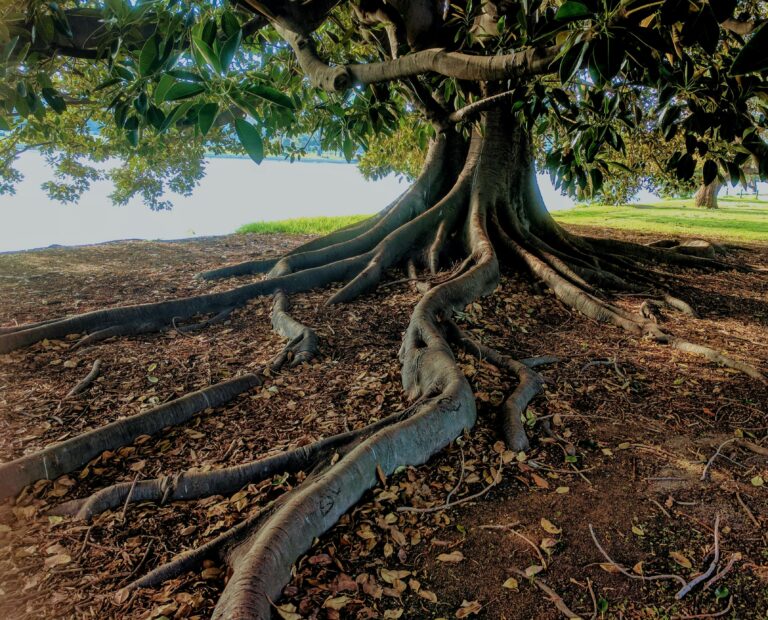 old tree