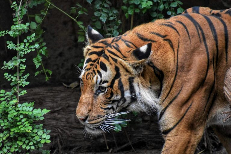 tiger