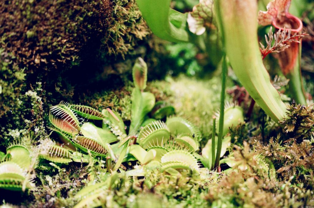 venus flytrap