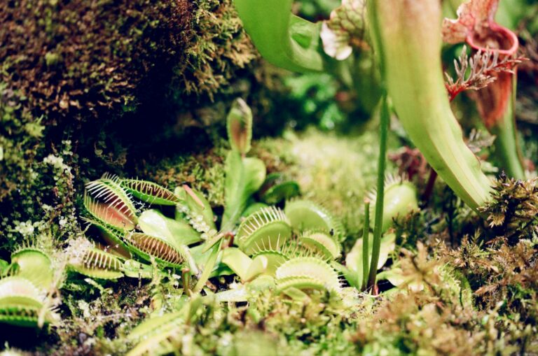 venus flytrap
