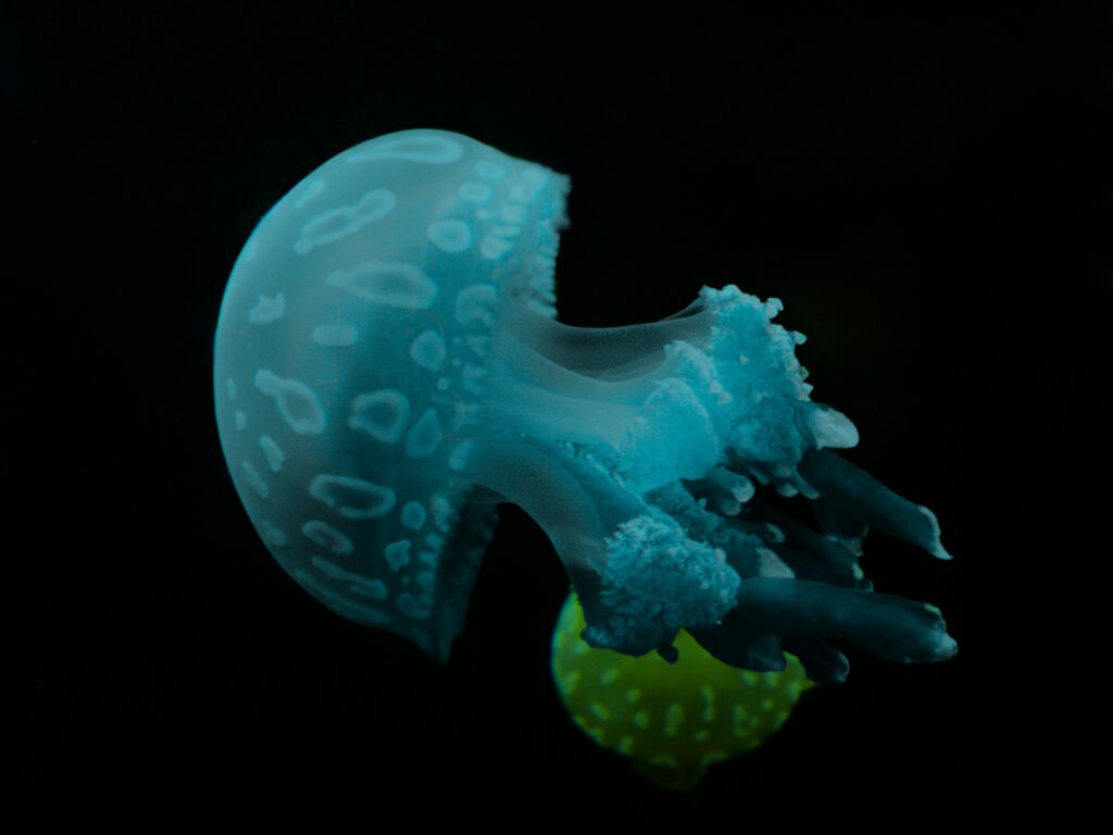 Blue Jellyfish