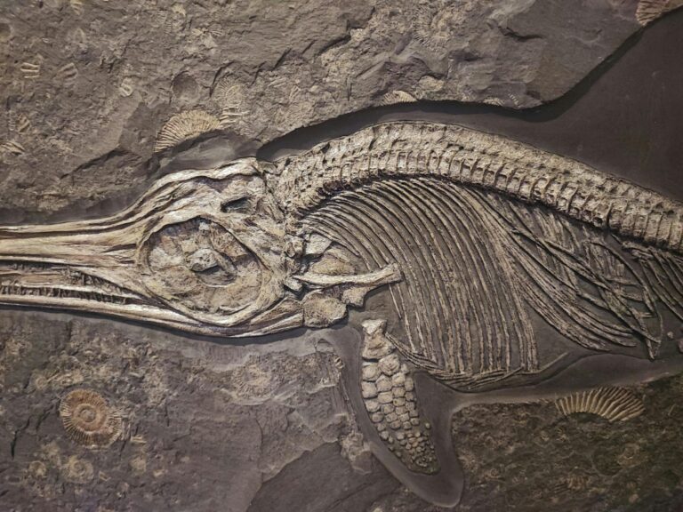 dinosaur fossil
