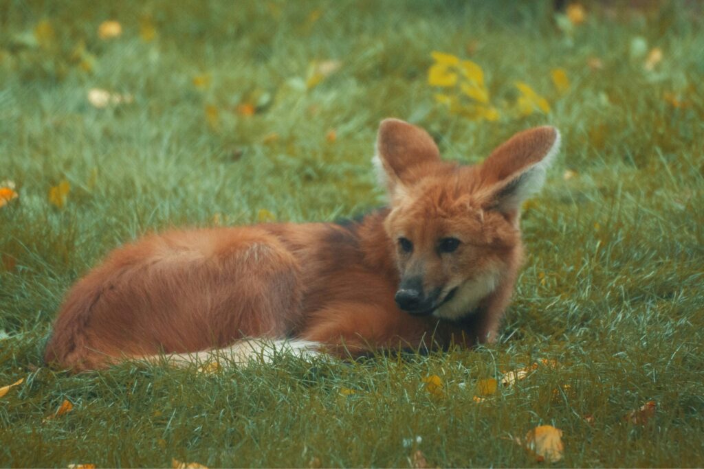 Maned Wolf