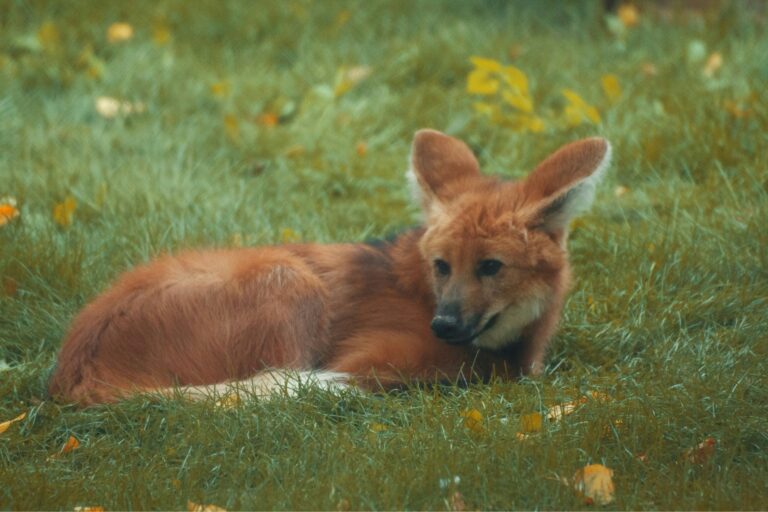 Maned Wolf
