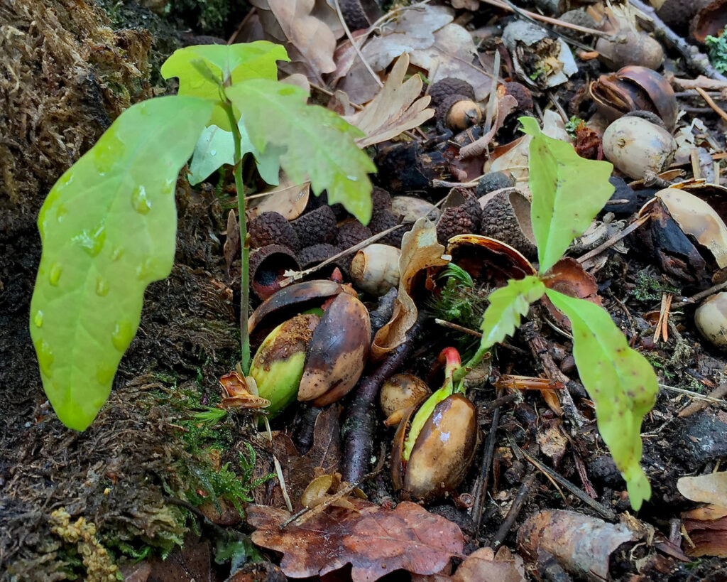 Un semis de chêne pousse du sol forestier en Autriche.