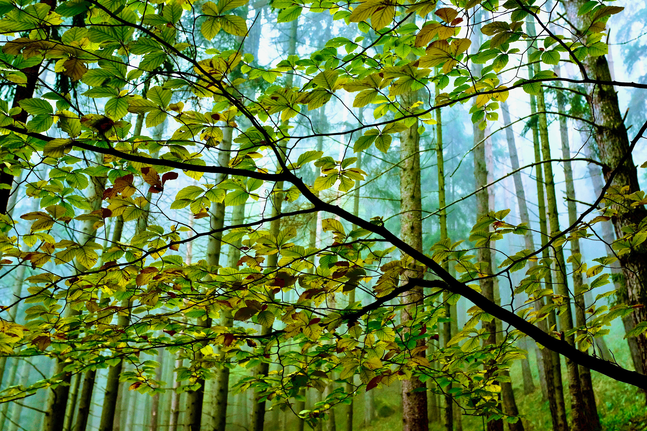 Les forêts de hêtres luxuriantes d’Europe rafraîchissent et ombragent le sol et favorisent la biodiversité, mais les arbres sont confrontés à des seuils climatiques fondamentaux auxquels ils ne seront peut-être pas en mesure de faire face. Crédit : Bob Berwyn/Pacte Climat