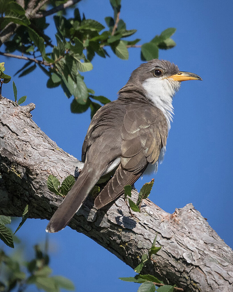 Un coucou à bec jaune est vu sur une branche d'arbre. Crédit : USFWS