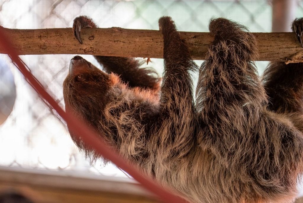 Après des morts massives à « Sloth World », 13 animaux survivants sont transférés dans un zoo de Floride