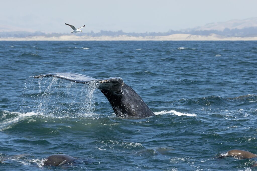 gray whales