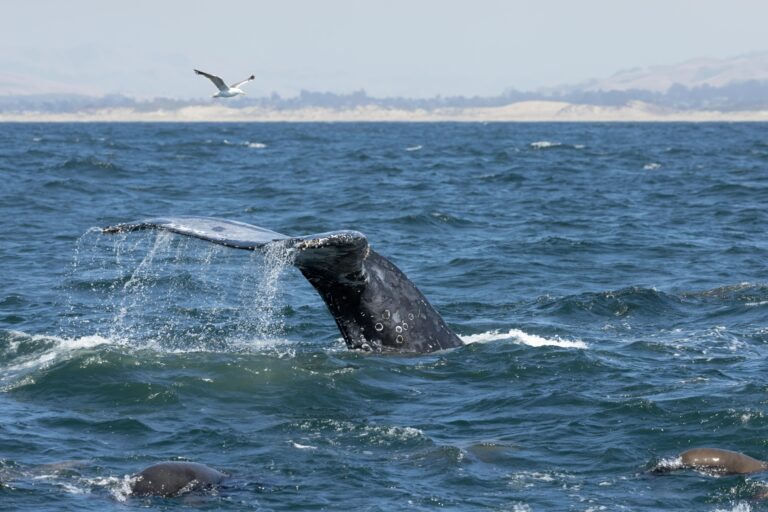 gray whales
