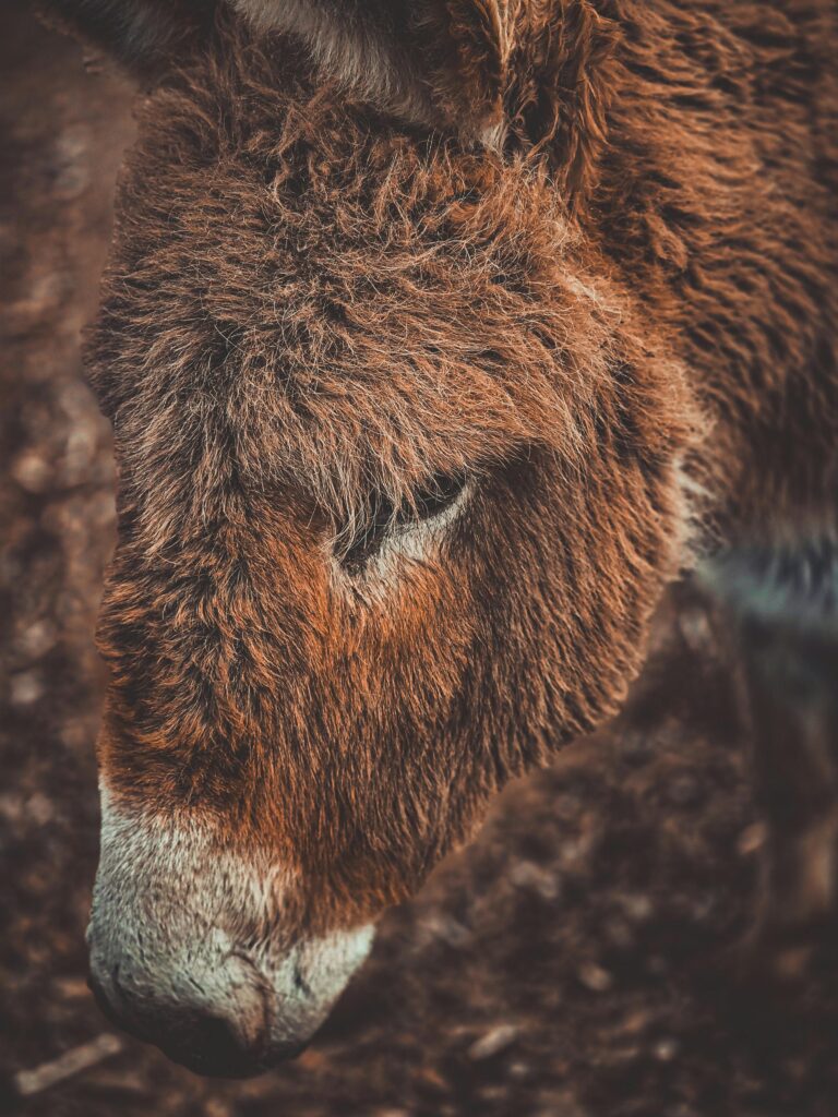 donkey