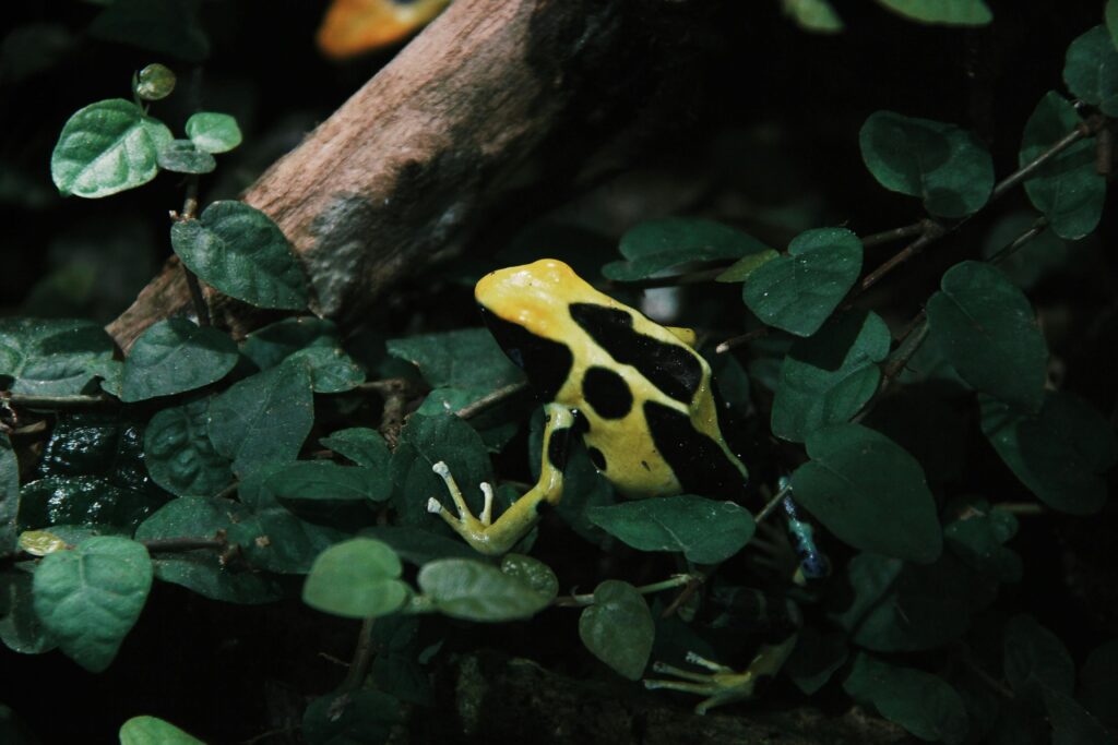 rainforest animal
