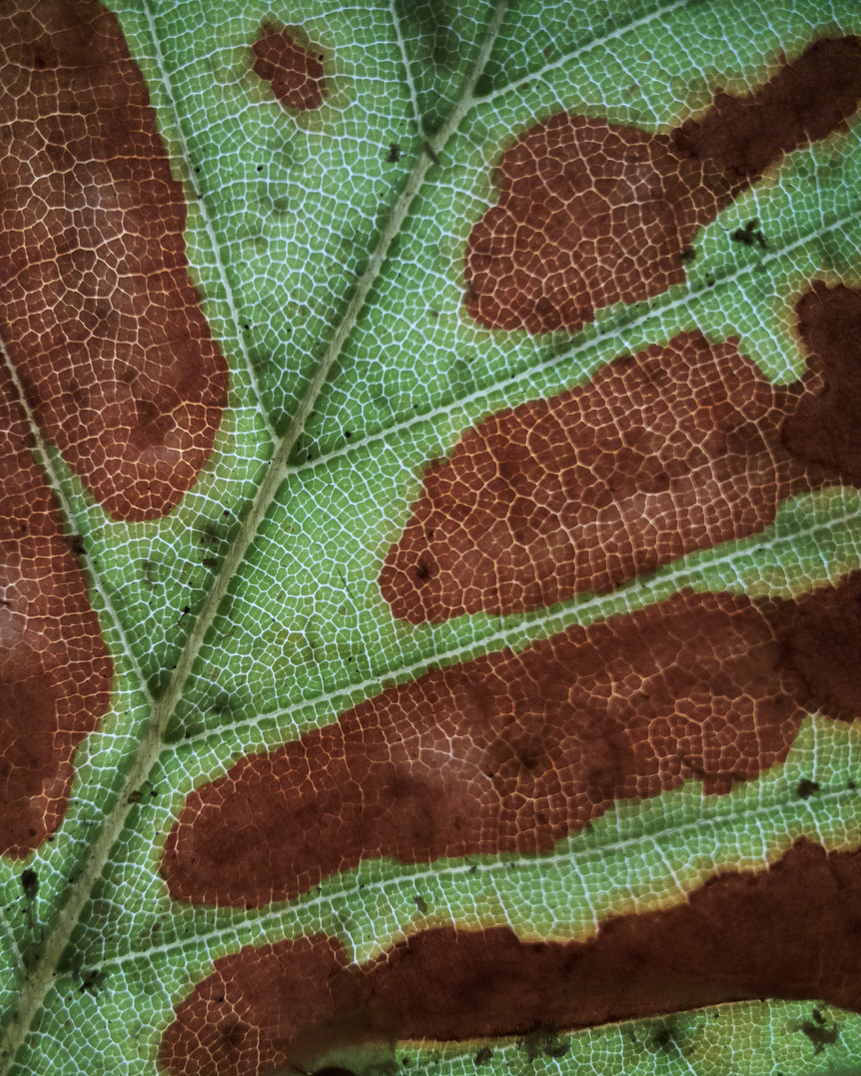 Trop de chaleur et pas assez d’eau constituent une combinaison mortelle pour les feuilles, qui peuvent soudainement les brûler et perturber la photosynthèse. Crédit : Alyssa Kullberg