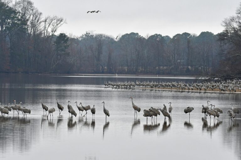 birds
