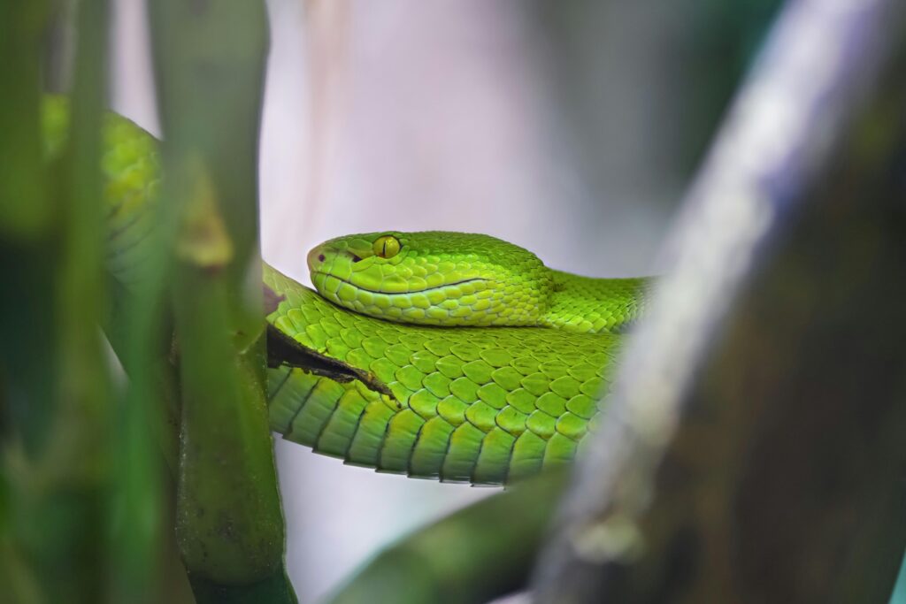 pit viper