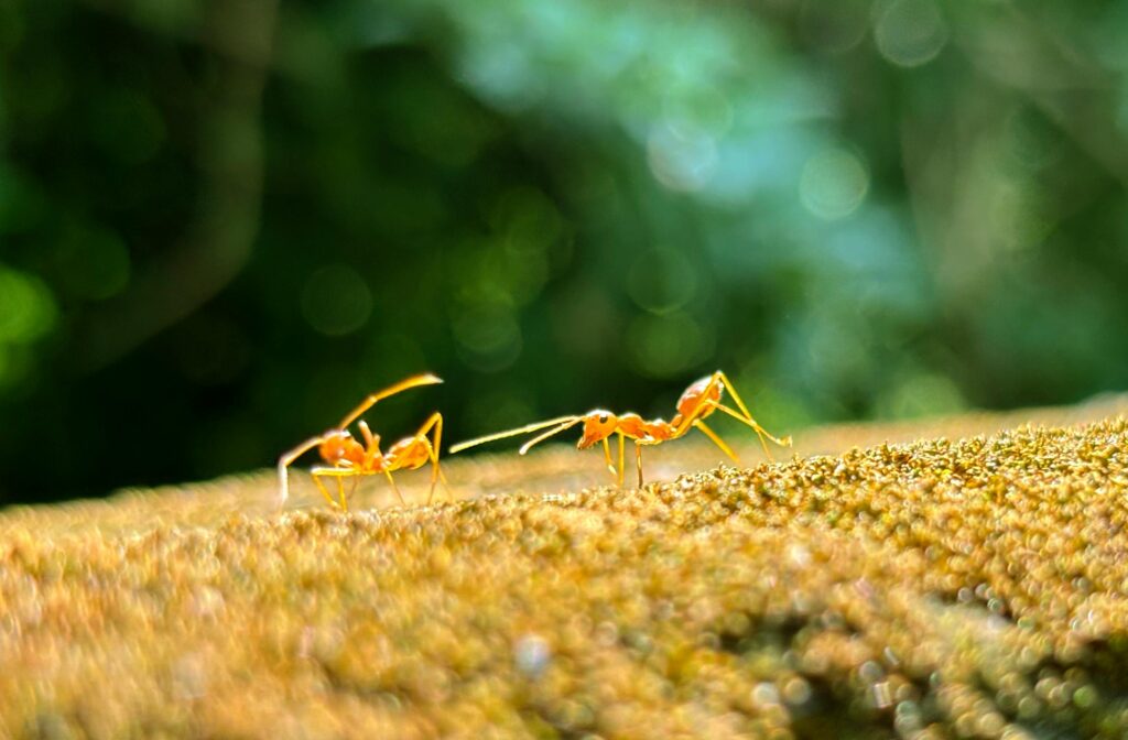 ants