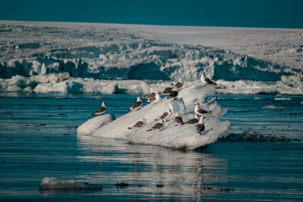 birds on ice